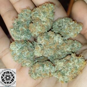 Blue Hill Auto Hybrid Cannabis Seeds